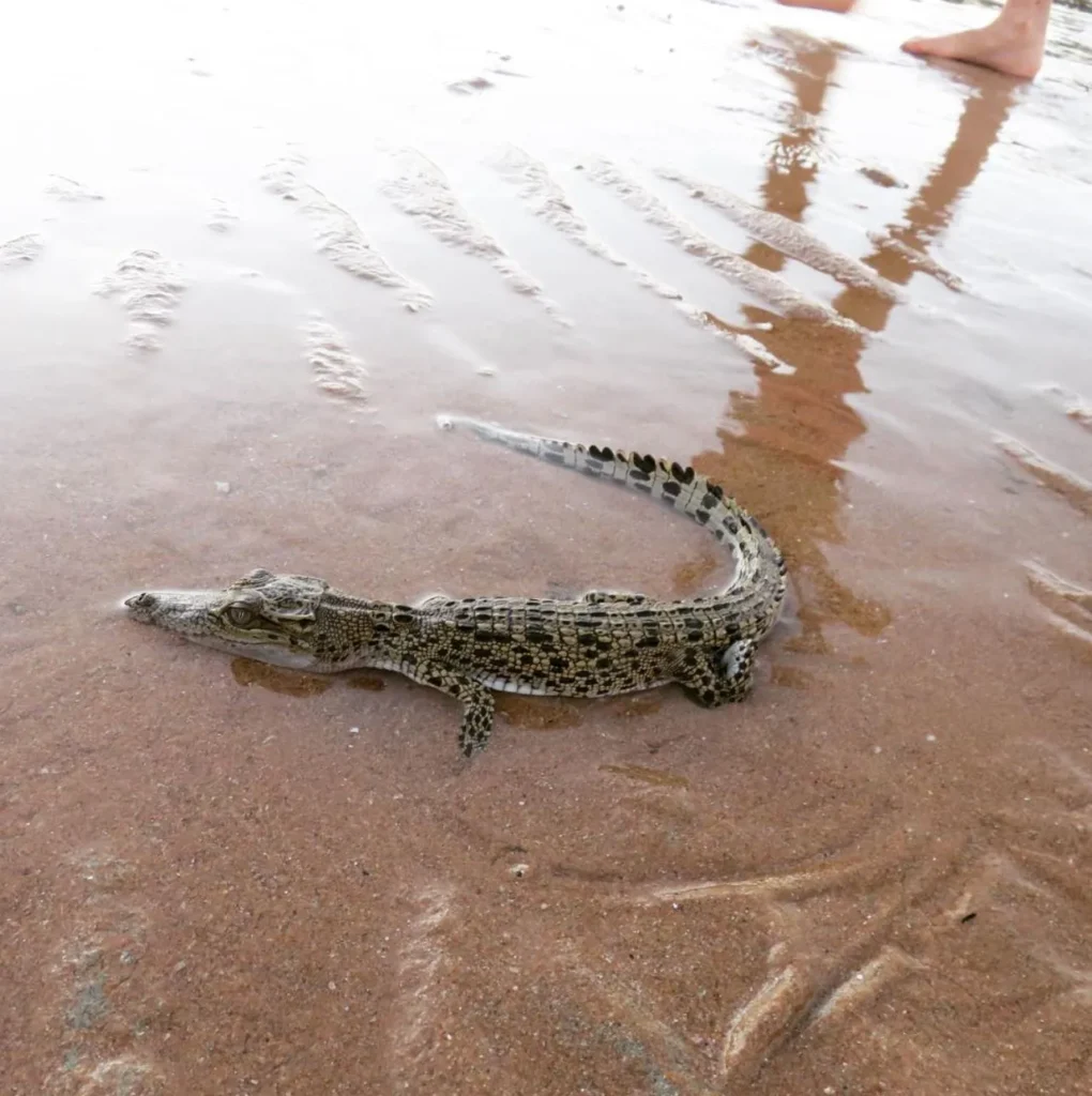 Best Time to Visit West Alligator Head