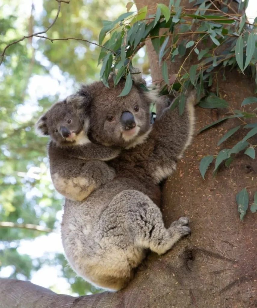 Koala Conservation Reserve