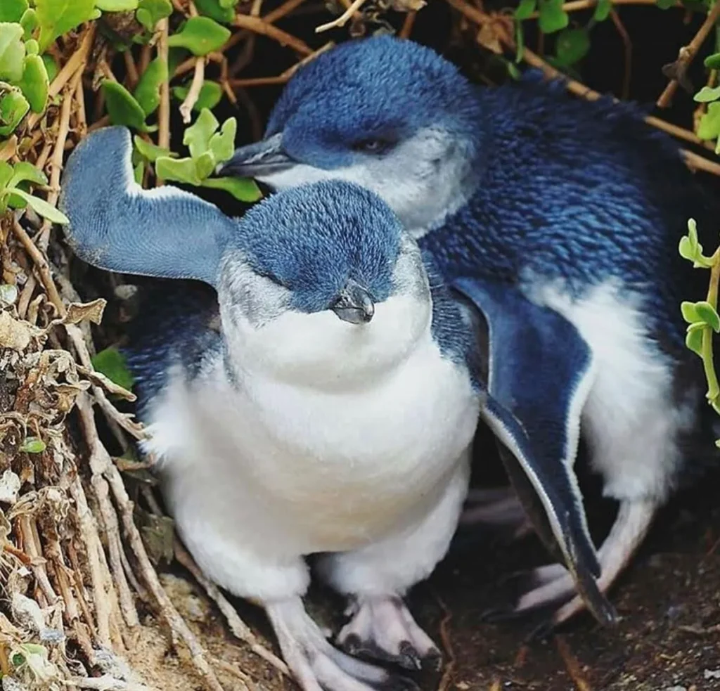 Phillip Island Penguin Parade