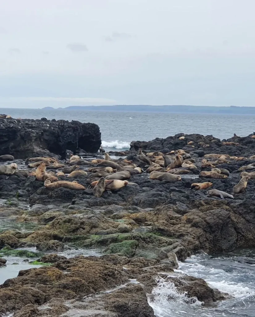 Seal Rocks