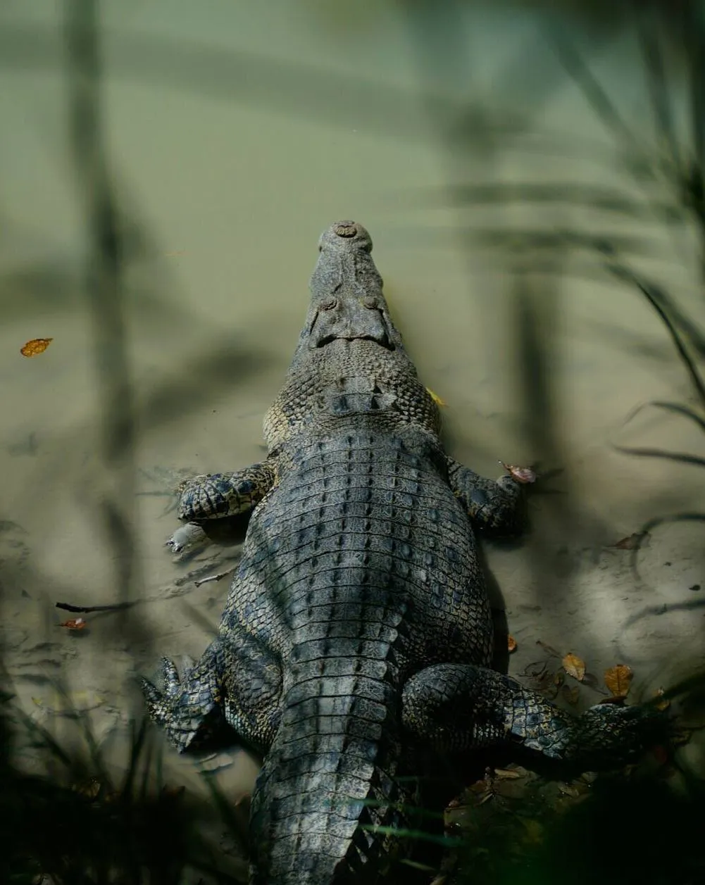 West Alligator Head