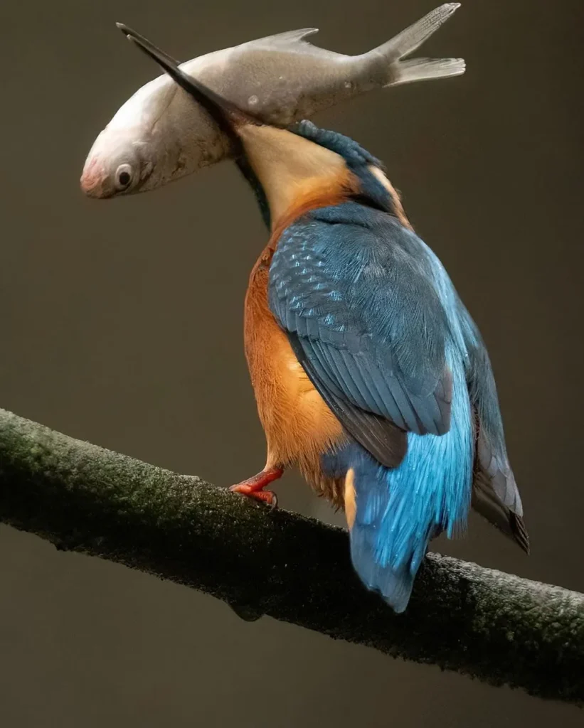 kingfishers, Kakadu National Park