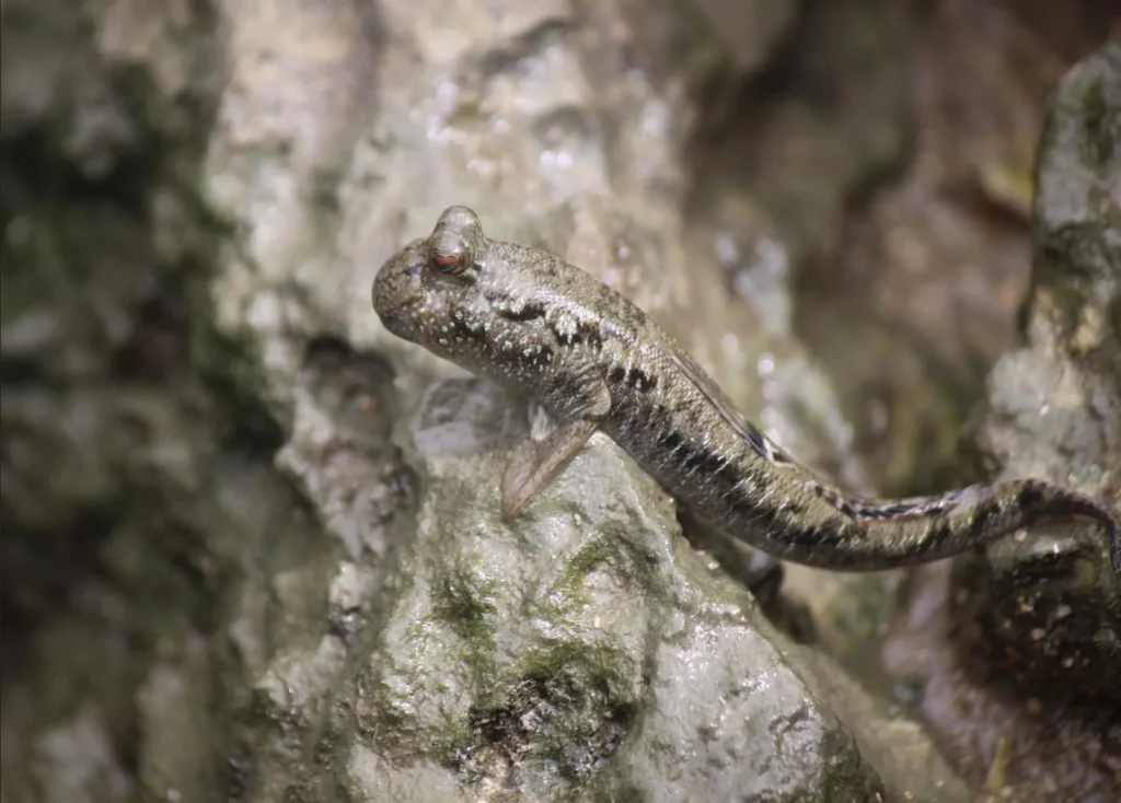 mudskippers ,Kakadu National Park