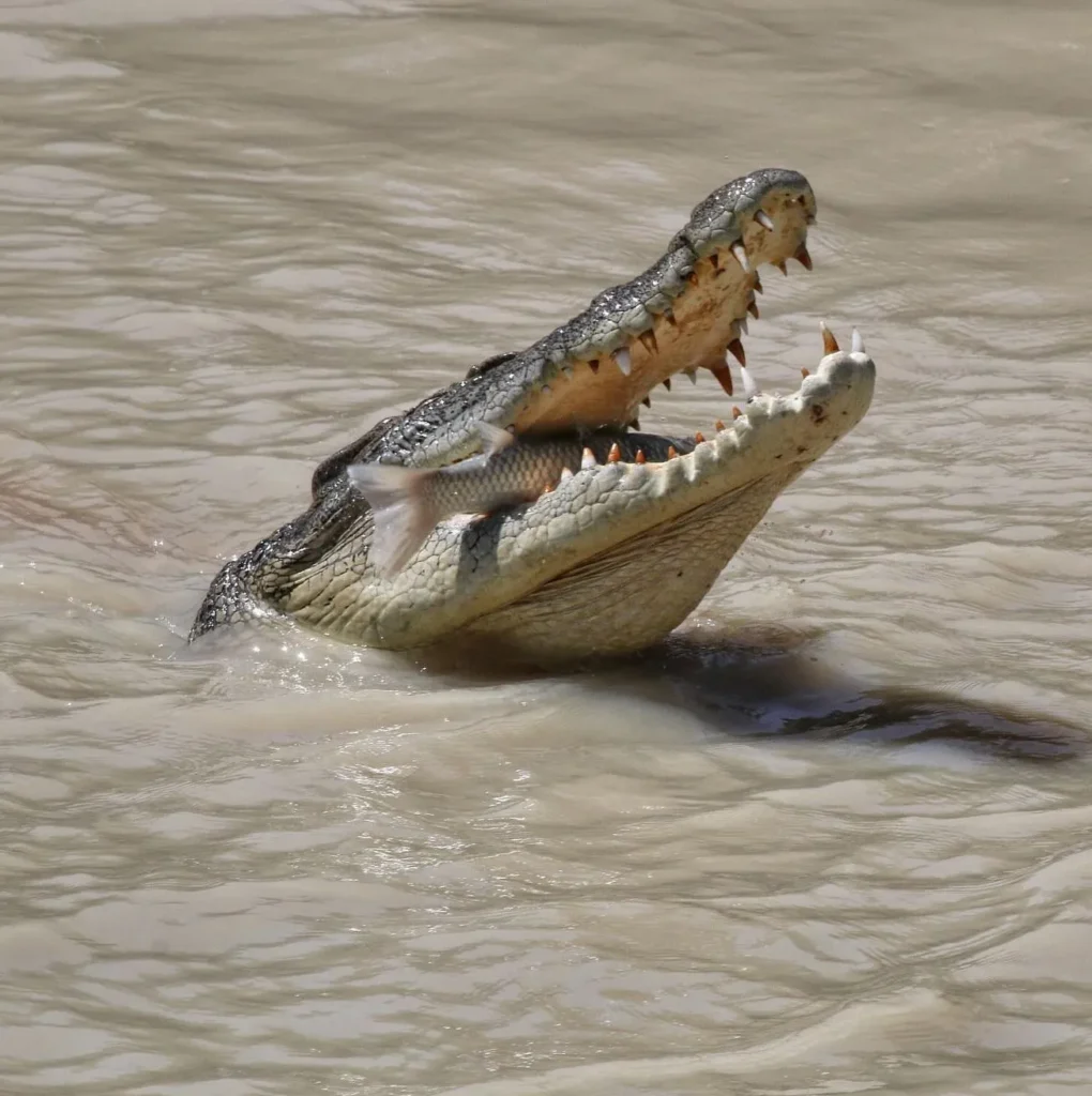 saltwater crocodiles, Kakadu National Park